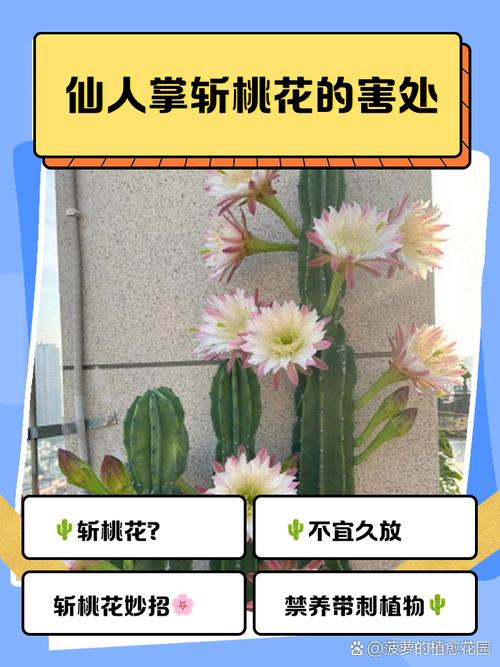 巧用仙人掌斬斷另一半的爛桃花