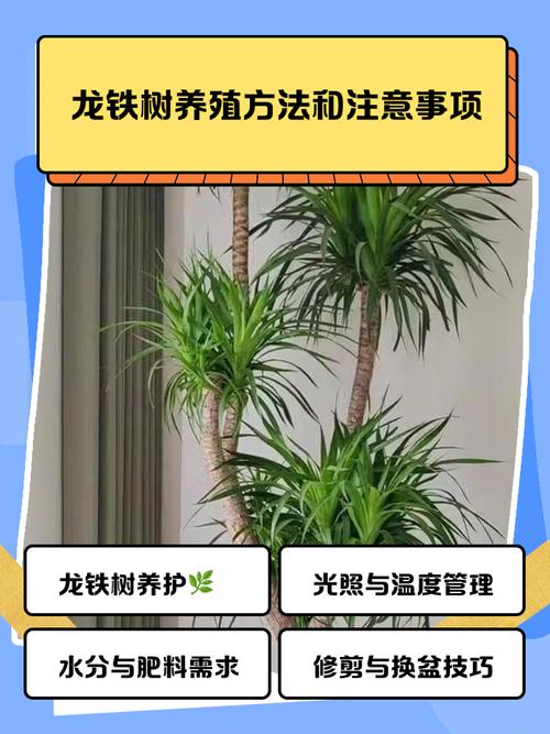 鐵樹為什么不能隨便養 屬龍為啥不能養鐵樹