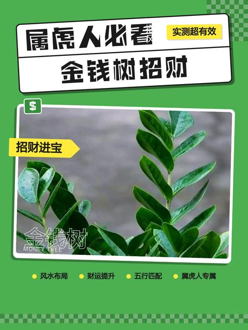 屬虎的養什么花最旺財招財 從五行屬性看屬虎人財運