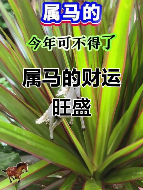 屬馬的養什么花最旺財招財 從五行屬性看屬馬人財運