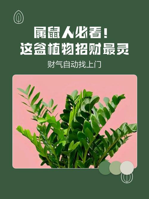 屬鼠的養(yǎng)什么花最旺財(cái)招財(cái) 從五行屬性看屬鼠人財(cái)運(yùn)