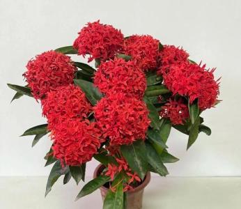 屬龍的養(yǎng)什么花最旺財(cái)招財(cái) 從五行屬性看屬龍人財(cái)運(yùn)