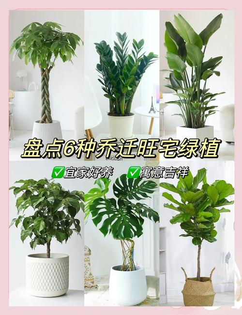 客廳財位放什么植物可以招財