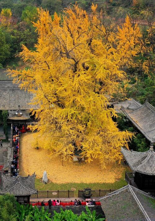 家里種銀杏樹 對(duì)風(fēng)水好嗎