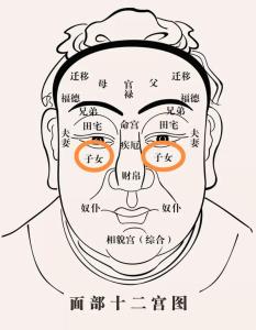 面相十二宮口訣 子女宮是什么意思