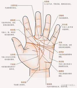 男手掌上的三條線圖解命運(yùn)運(yùn)勢