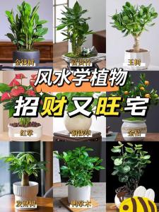 有助于風(fēng)水的植物有哪些