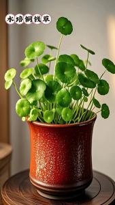 衛(wèi)生間擺放什么風(fēng)水植物能提升財(cái)運(yùn)