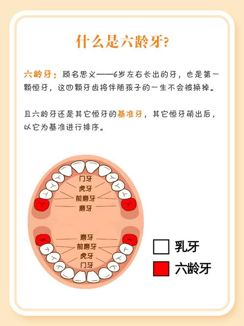 29顆牙齒的命運(yùn)解