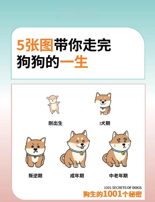 屬狗一生的命運及健康 屬狗人一生的健康狀況