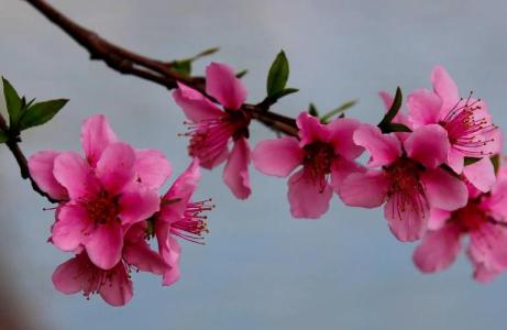 催桃花運的風水布局 紅色結緣西北方