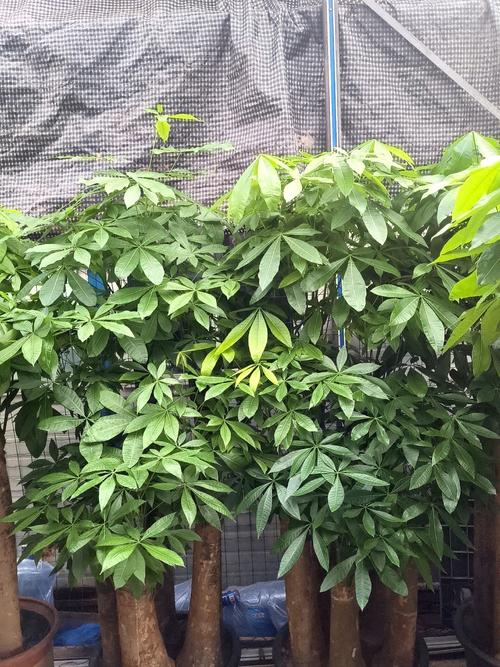 大門口種什么樹能旺財，五種旺財植物樹