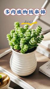 旺財的多肉有哪些 孤獨求buy