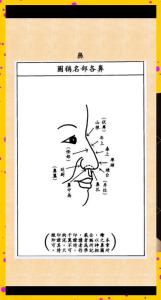 面相圖解 相學(xué)最有福氣的7種鼻子