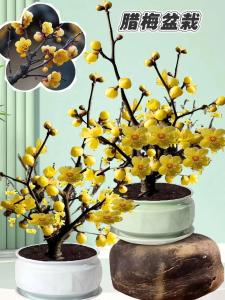 臘梅如何助力風(fēng)水轉(zhuǎn)運(yùn) 可有提升事業(yè)運(yùn)的效果