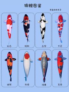 家里養(yǎng)幾條錦鯉好?