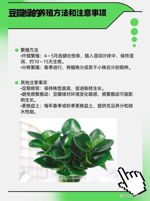 植物風水詳解：豆瓣綠的風水作用