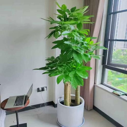 客廳擺放發(fā)財樹能夠旺財嗎