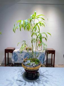 佛肚竹的風(fēng)水作用，養(yǎng)佛肚竹好不好