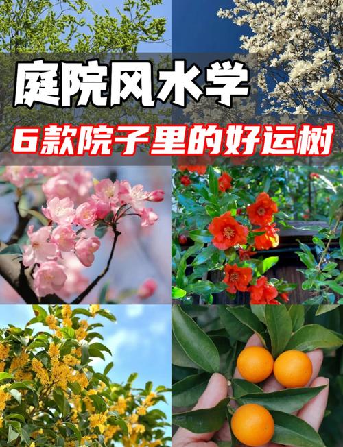 宅前有大樹就利于風水嗎？