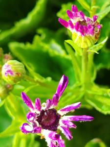 虎年屬什么命 幸運花是富貴菊