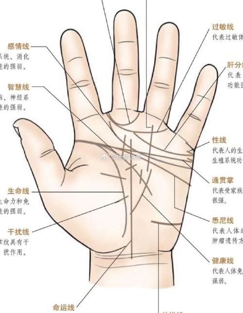 男人左右手掌紋路圖解 掌紋圖解男左手詳解