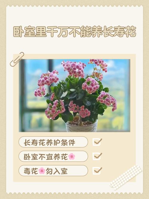 家里千萬不能養(yǎng)的6種花