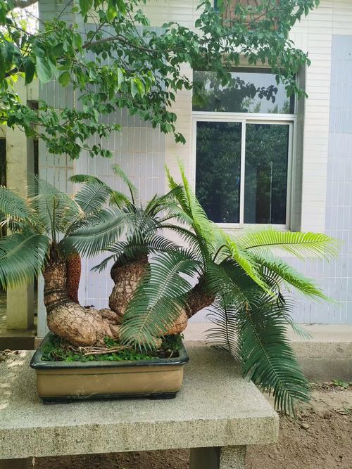 植物中的活化石：鐵樹放在室內風水好嗎