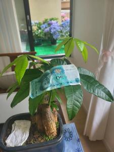 發財樹放大鈔好還是硬幣好