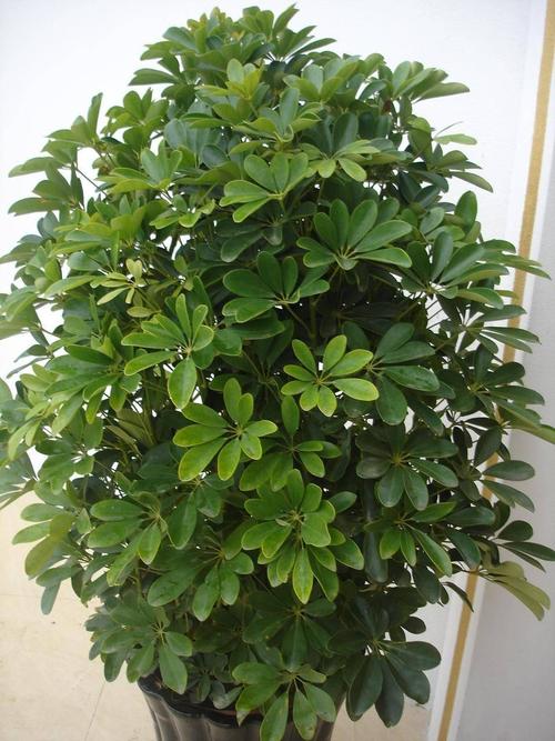家里放什么可以斬?cái)嗵一ㄟ\(yùn)  辟邪植物有奇效