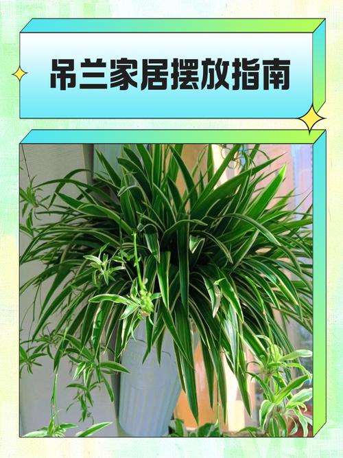 吊蘭對家居環境的影響及擺放的風水講究有哪些？