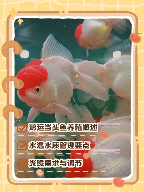 風水魚有哪些養殖技巧？