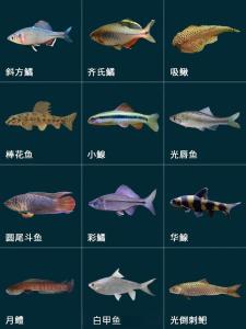 風水魚的種類有哪些?
