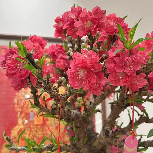 家里放什么招桃花運 桃花位置宜紅色