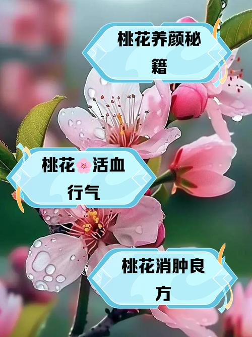 催桃花的小妙招 鮮花帶來愛情