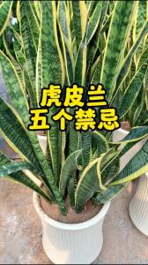養(yǎng)虎皮蘭的風(fēng)水對(duì)結(jié)婚好嗎 保證婚姻順利發(fā)展