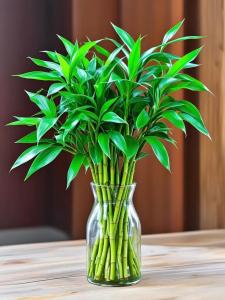夫妻不和是家庭風水有關嗎 綠色植物有幫助