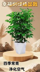 夫妻吵架和家里風水有關嗎  綠植盆栽促進家庭幸福