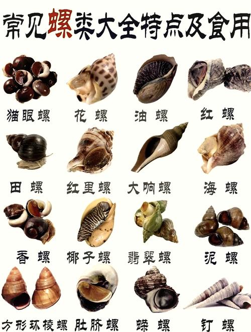 10個螺是什么命 事業領域奮斗出色財運旺