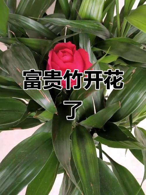過年家里放什么花喜慶 富貴竹