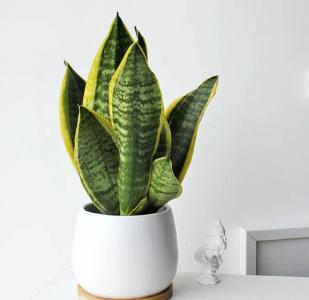 居家風水植物推薦 虎皮蘭可生財生旺