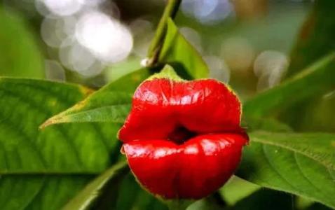 看女人嘴唇就知道花不花心 喜新厭舊水性楊花