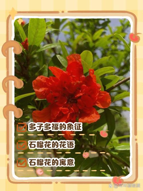 石榴怎么招桃花運 結籽石榴招桃花