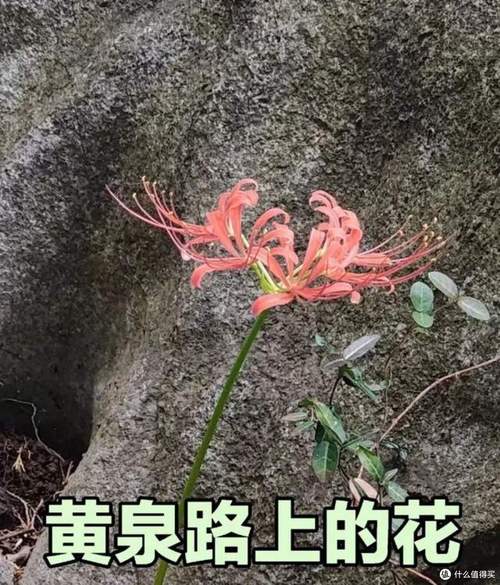 家庭風水對離婚的影響 禁止置放鮮艷花卉