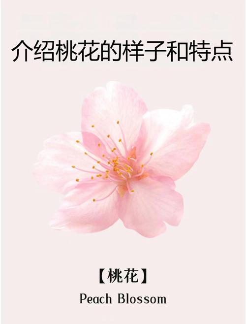 怎樣增強(qiáng)自己的桃花運(yùn) 旺桃花的花是哪個(gè)花