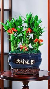 辦公室盆栽風(fēng)水 富貴竹吉祥如意聚財(cái)發(fā)福