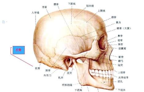 詳解：反骨是什么？