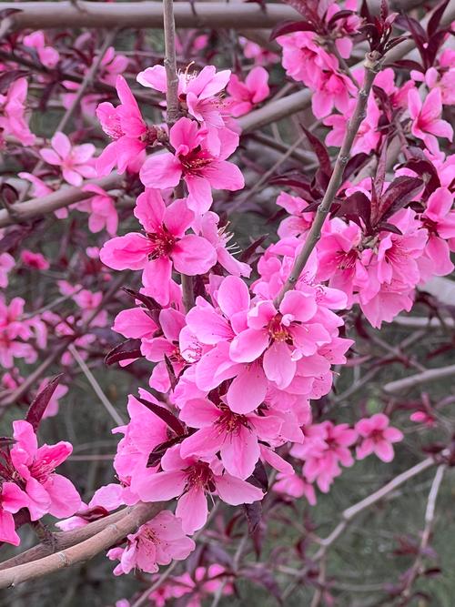 2020農(nóng)歷二月十九有桃花嗎