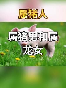 兩個人相處的感情建議 生肖男豬和生肖女龍配不