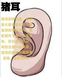 面相解析：豬耳的面相特征分析